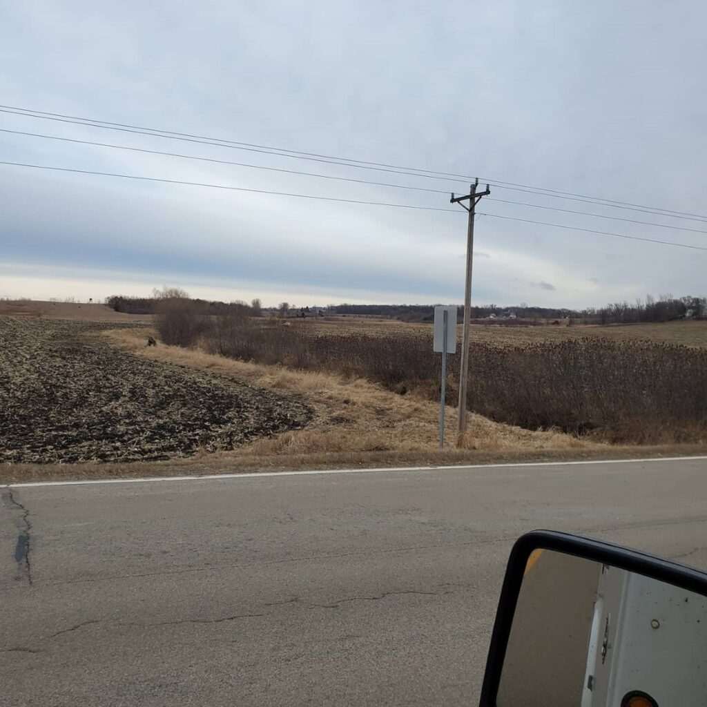 Ditch clearing - before