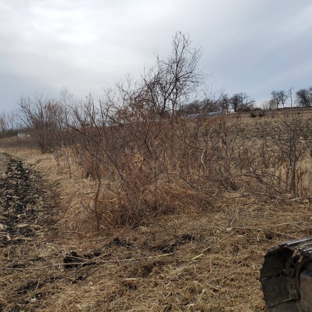 Ditch clearing - before