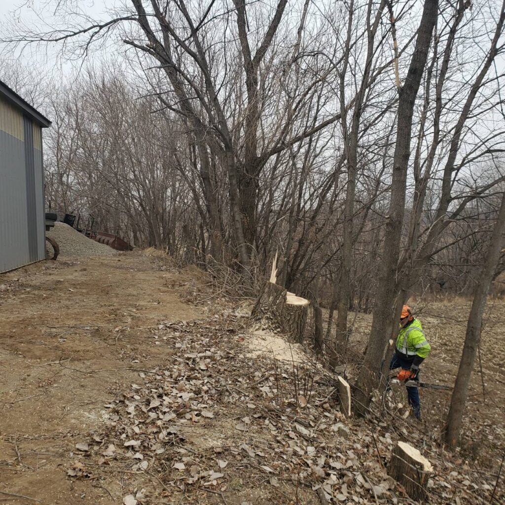 Tree removal - before