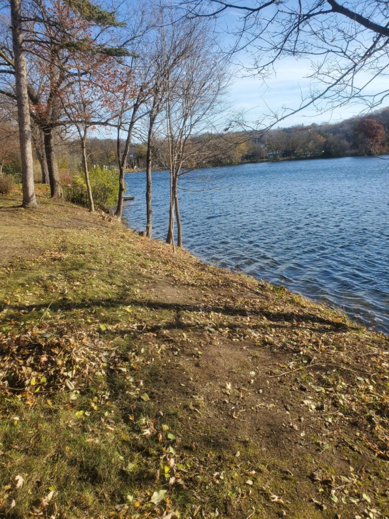 Tree removal - after