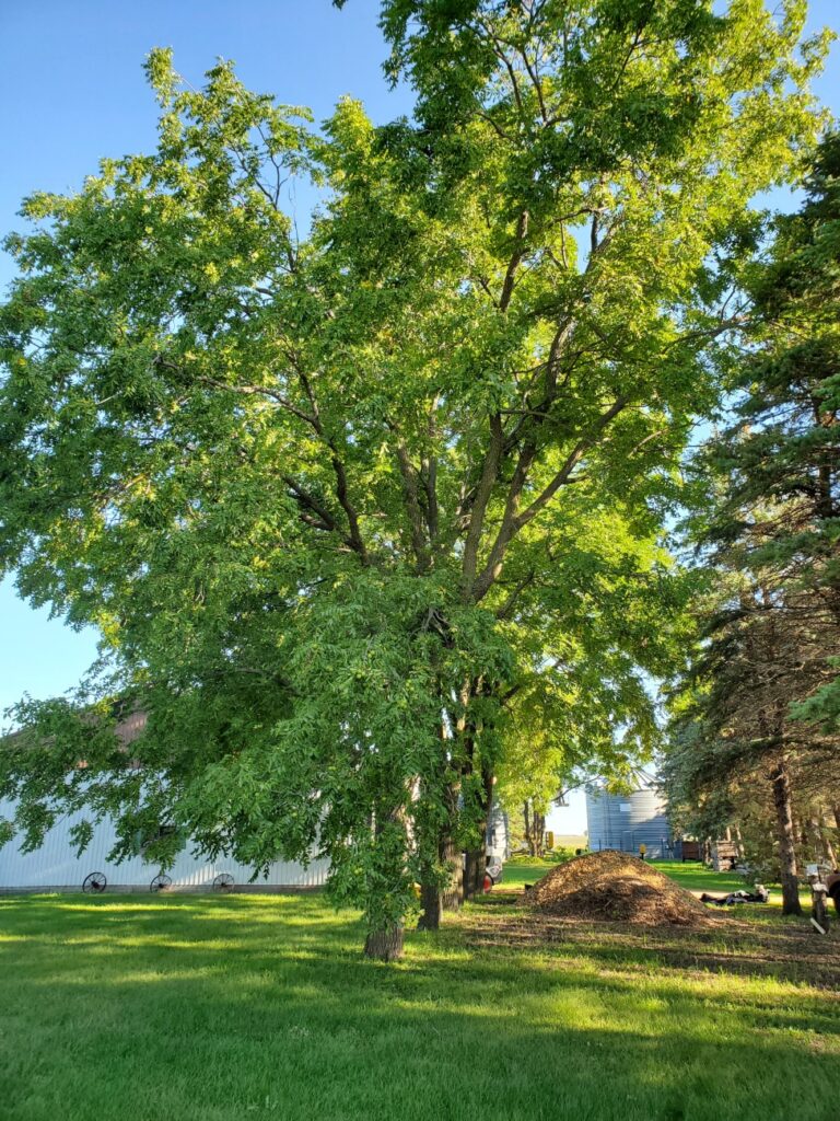 Tree trimming - before