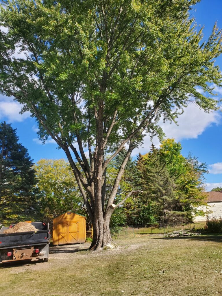 Tree trimming - after